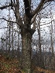 rro di Portella Calanna-Quercus cerris 20101205 092